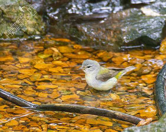 7-25-22 Tennessee Warbler NEW early fall record