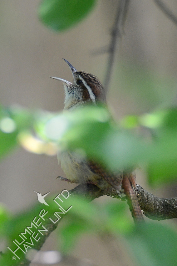 Carolina Wren 5-13-16