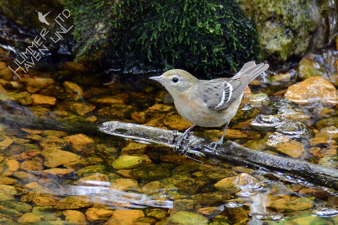 Bay-breasted Warbler, first spring female 5-20-16