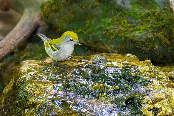 8-21-22 Chestnut-sided Warbler first fall female