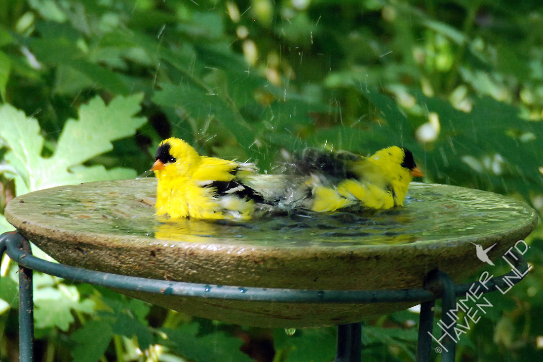 American Goldfinches in dripper bath 5-22-16