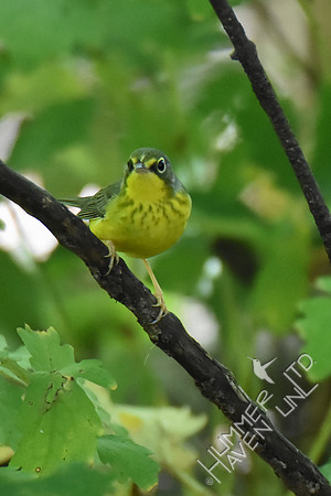 Canada Warbler female 1st year 8-21-16