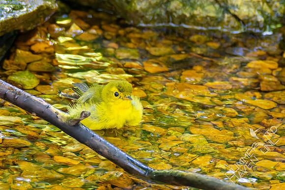 8-31-22 Wilson's Warbler female