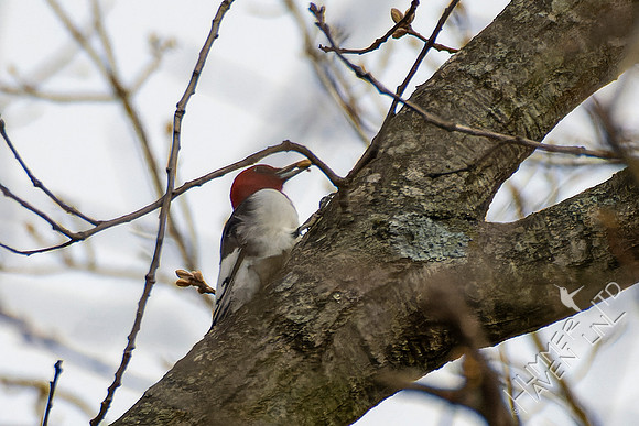 4-13-22 Red-headed Woodpecker juvenile, near adult plumage