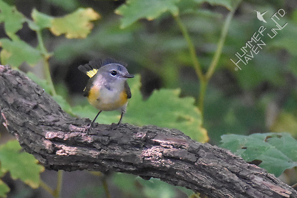 American Redstart 8-21-16