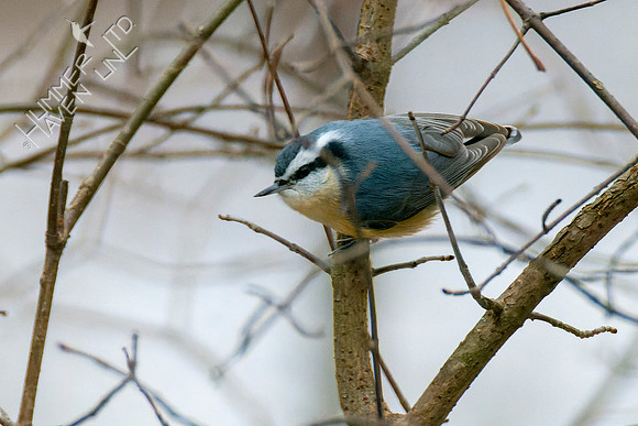 1-28-22 Red-breasted Nuthatch female
