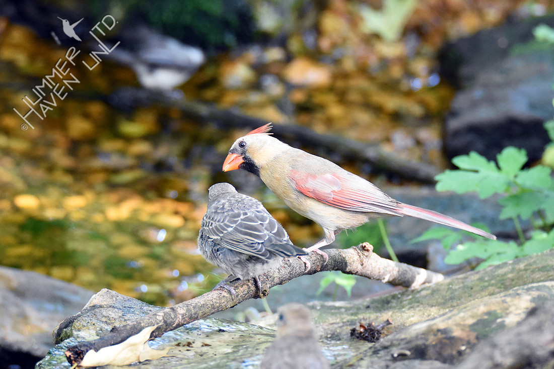 Northern Cardinal female feeding Brown-headed Cowbird fledgling 5-25-16
