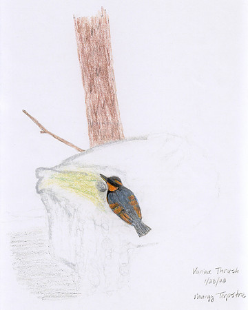 1-23-03 Varied Thrush