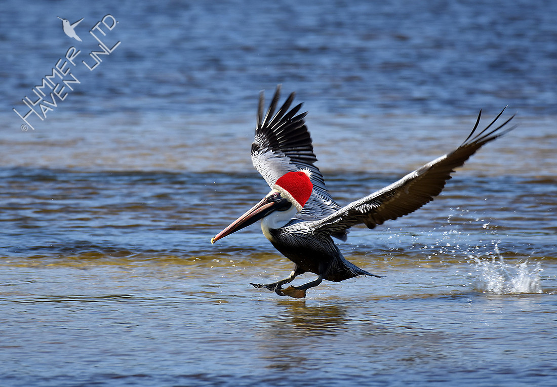 Christmas Pelican (Pelecanus occidentalis sp. ruficapilla)