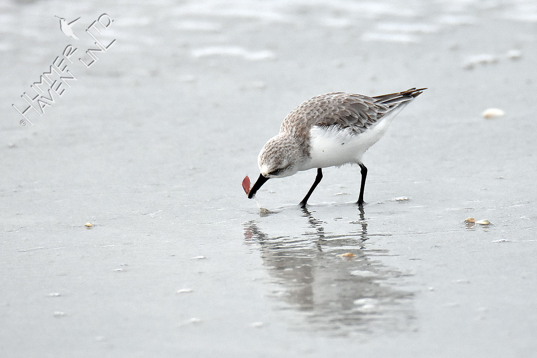 Sanderling feeding on Coquina 12-8-16