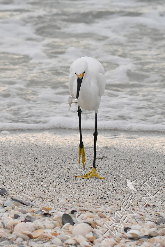 Snowy Egret 12-8-16