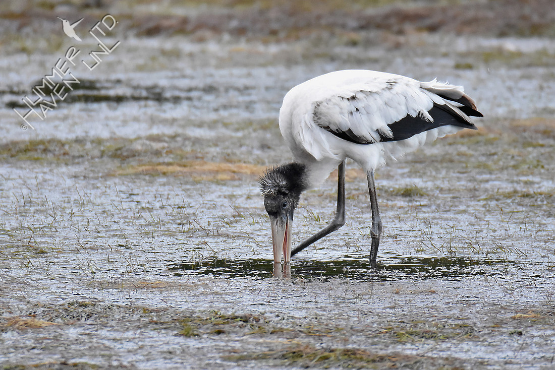 Wood Stork juvenile 12-10-16