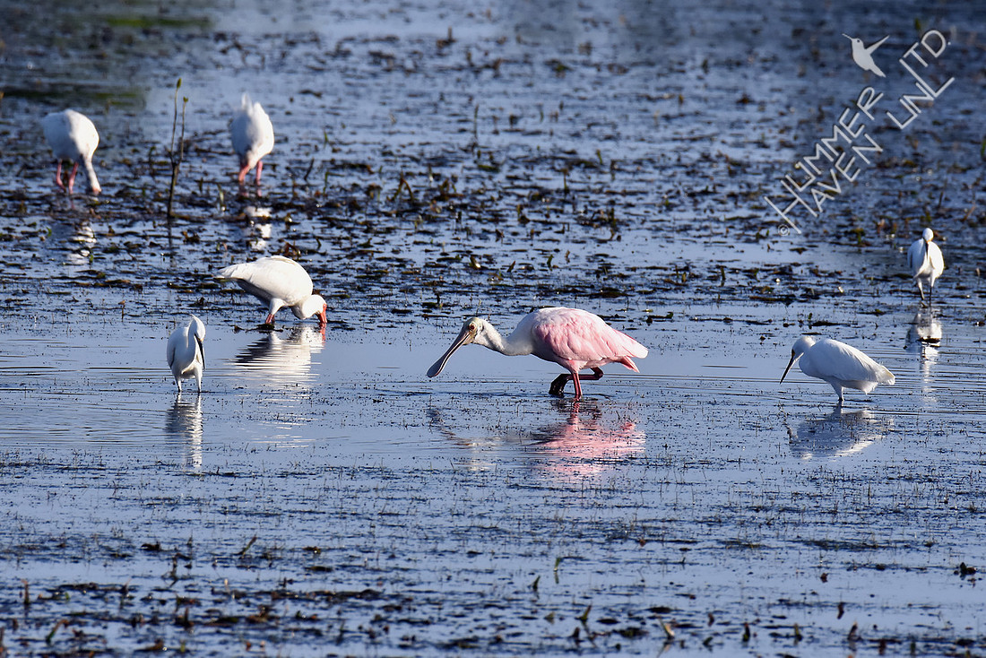 White Ibis, Snowy Egrets and Roseate Spoonbill 12-12-16