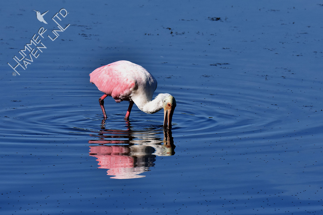Roseate Spoonbill 12-13-16