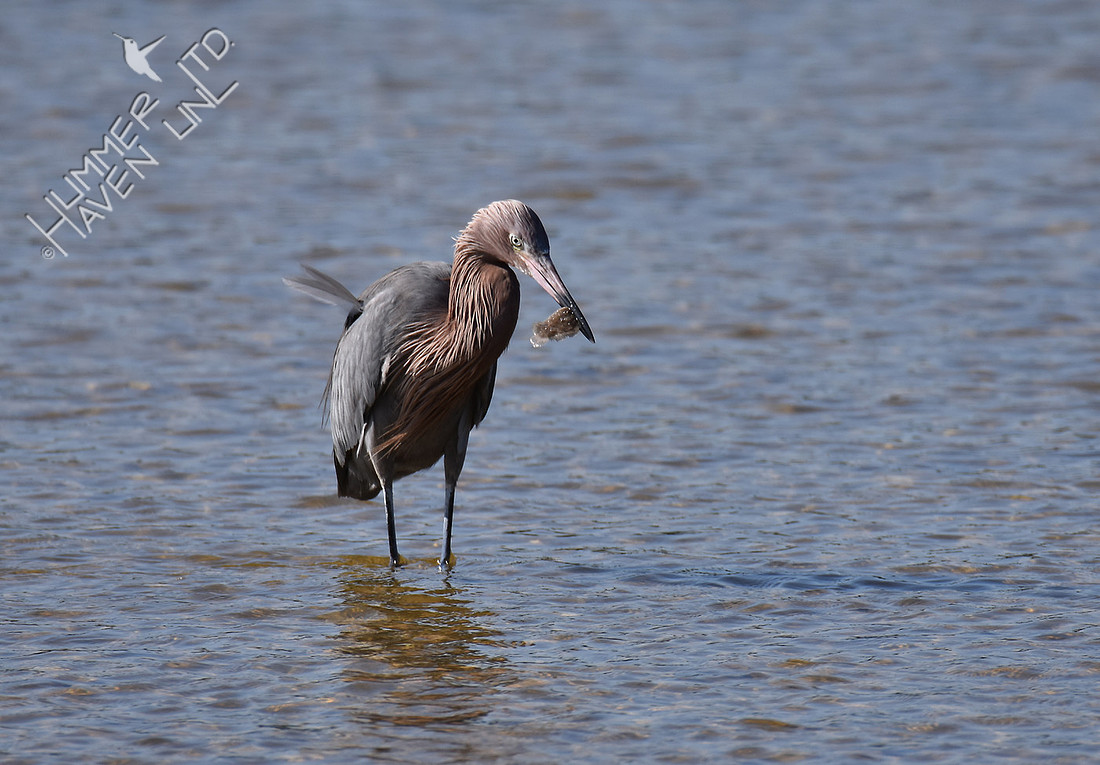 Reddish Egret 12-15-16