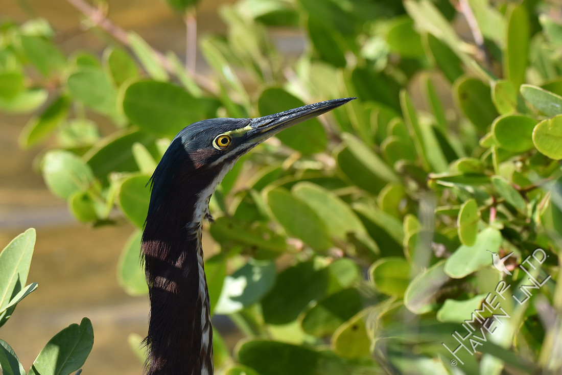Green Heron 12-15-16