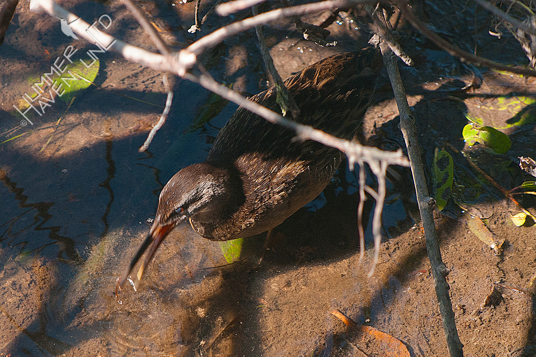 Clapper Rail 12-4-16 (by Dan)