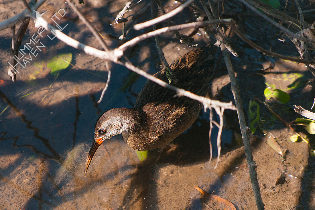 Clapper Rail 12-4-16 (by Dan)