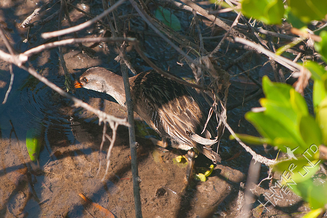 Clapper Rail 12-4-16 (by Dan)