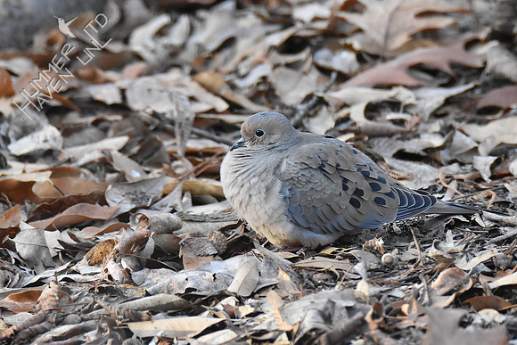 Mourning Dove resting 1-10-19