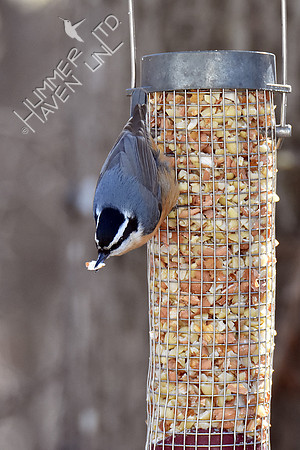 Red-breasted Nuthatch 1-10-19