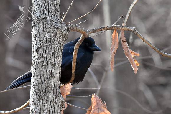 American Crow 1-101-9