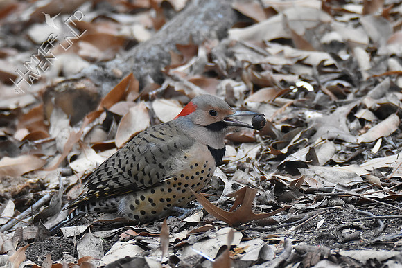 Northern Flicker 1-11-19