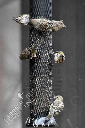 Pine Siskins 6 of 12 1-11-19