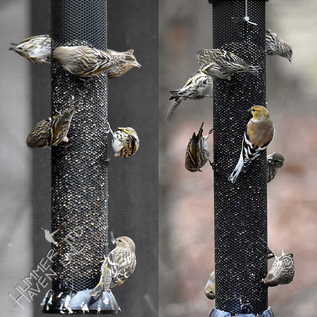 Pine Siskins 12 seen 1-11-19