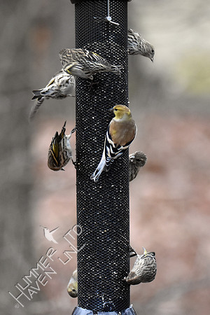 Pine Siskins 6 of 12 1-11-19