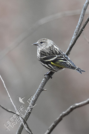 Pine Siskin 1-11-19