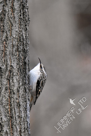 Brown Creeper 1-11-19