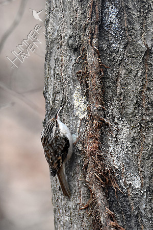 Brown Creeper 1-11-19