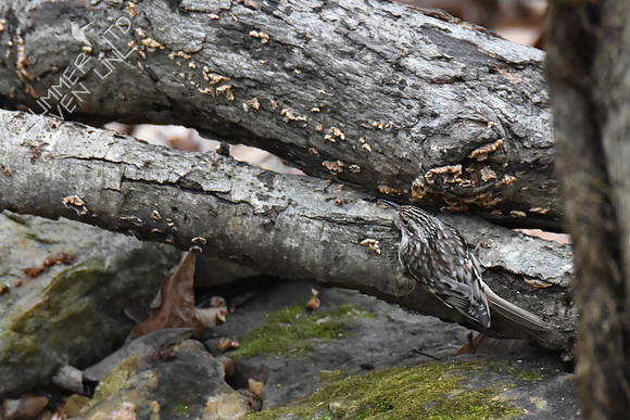 Brown Creeper 1-11-19