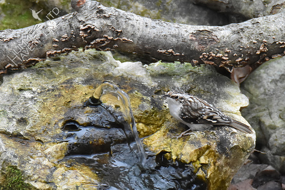 Brown Creeper 1-11-19