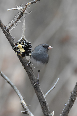 Dark-eyed Junco 1-11-19