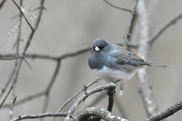 Dark-eyed Junco 1-11-19