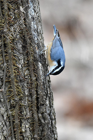 Red-breasted Nuthatch 1-11-19