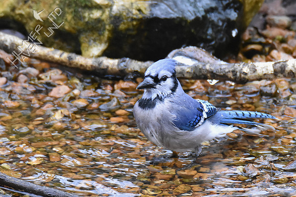 Blue Jay 1-11-19