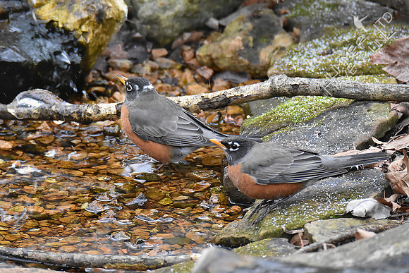 American Robins 1-11-19