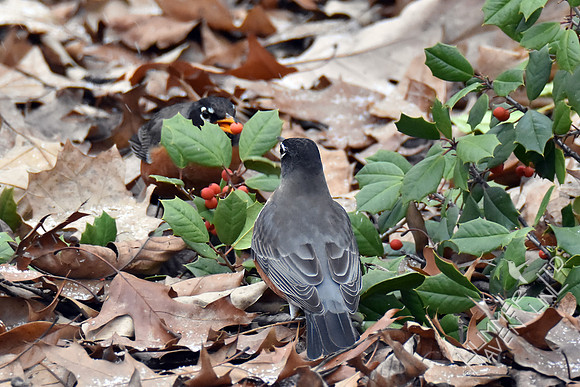 American Robins 1-11-19