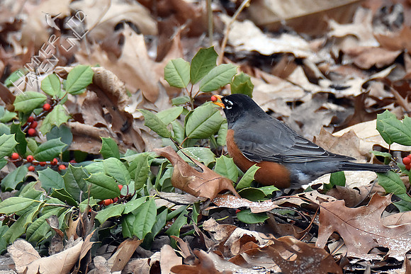 American Robin 1-11-19