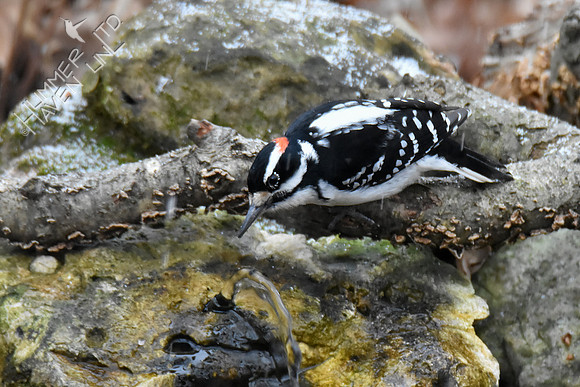 Hairy Woodpecker 1-11-19