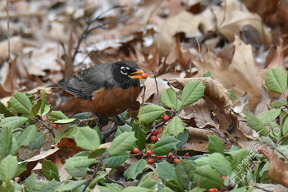 American Robin 1-11-19