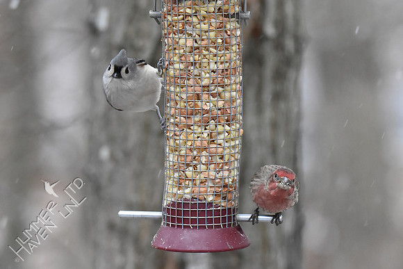 Tufted Titmouse and House Finch 1-11-19