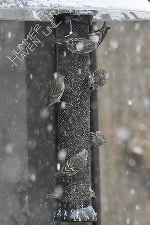 Seven Pine Siskins 1-11-19