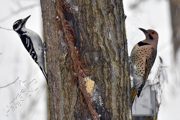 Hairy Woodpecker and Northern Flicker 1-12-19