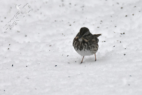FOY #29 Song Sparrow 1-12-19