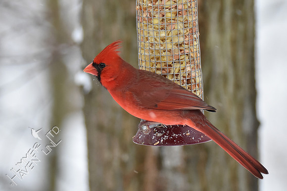 Northern Cardinal 1-12-19
