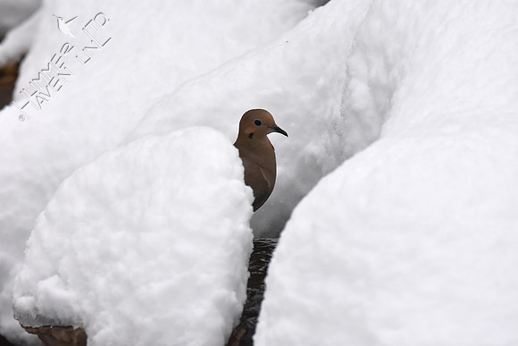 Mourning Dove on snowy bubbler 1-12-19